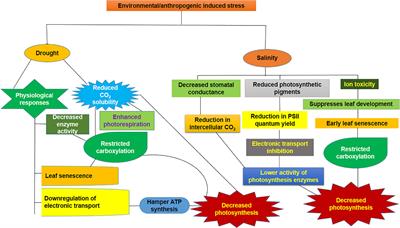 Drought and salinity stresses induced physio-biochemical changes in sugarcane: an overview of tolerance mechanism and mitigating approaches